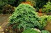 JUNIPERUS PROCUMBENS ''NANA''